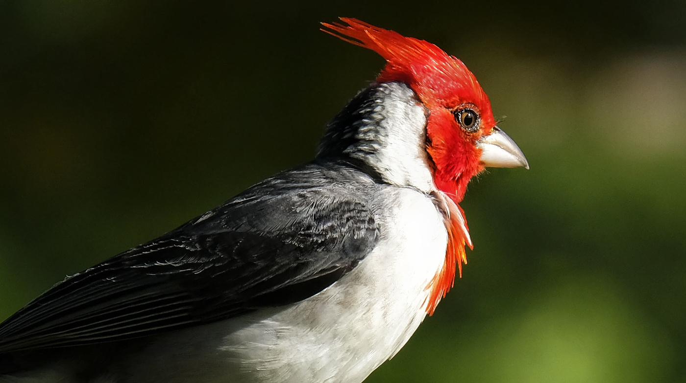 Red Crested Cardinal