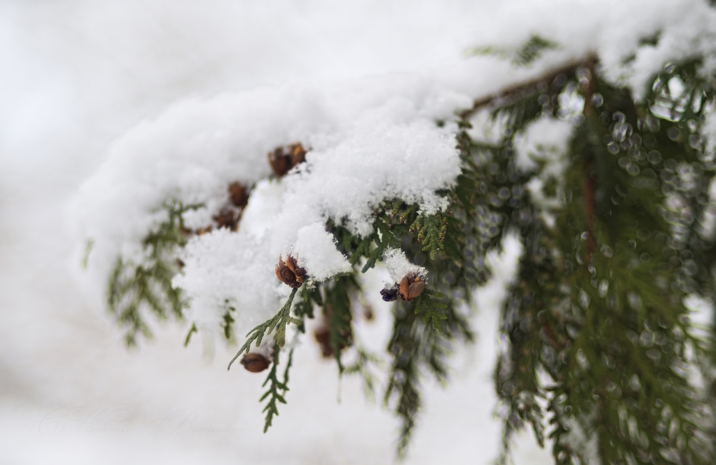 Rückkehr des Winters