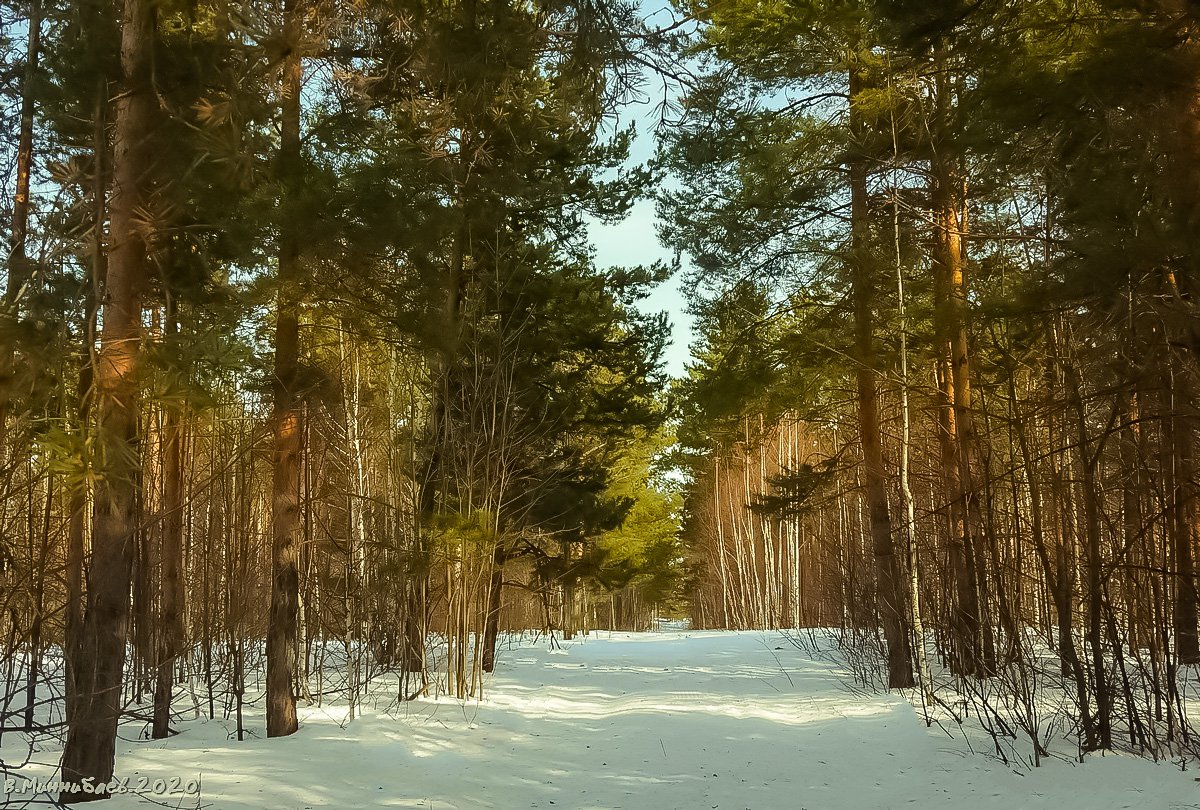 In einem Kiefernwald