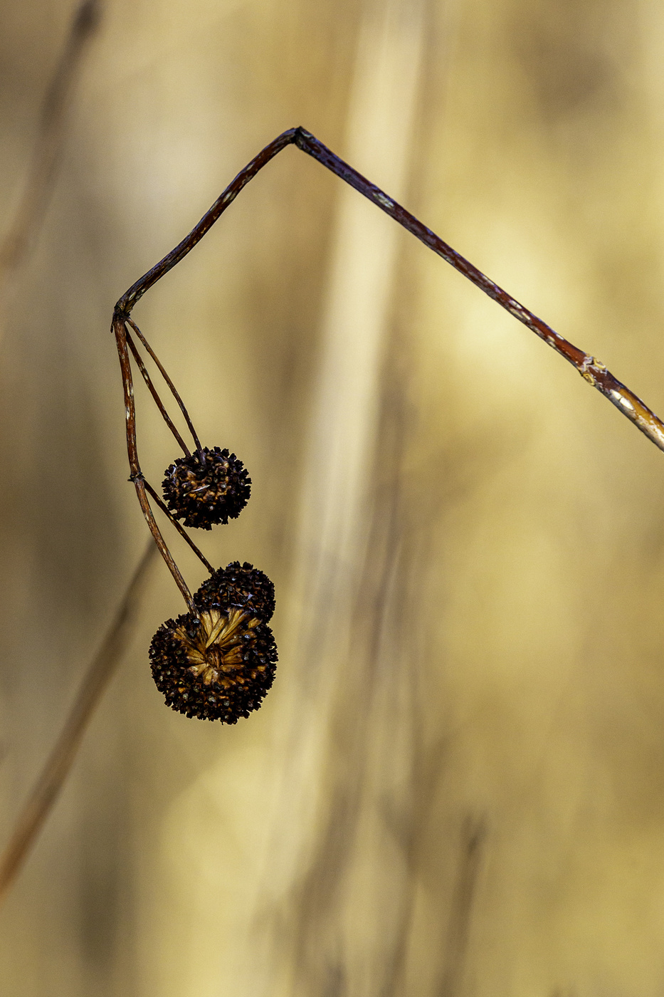 Dead Seed Head