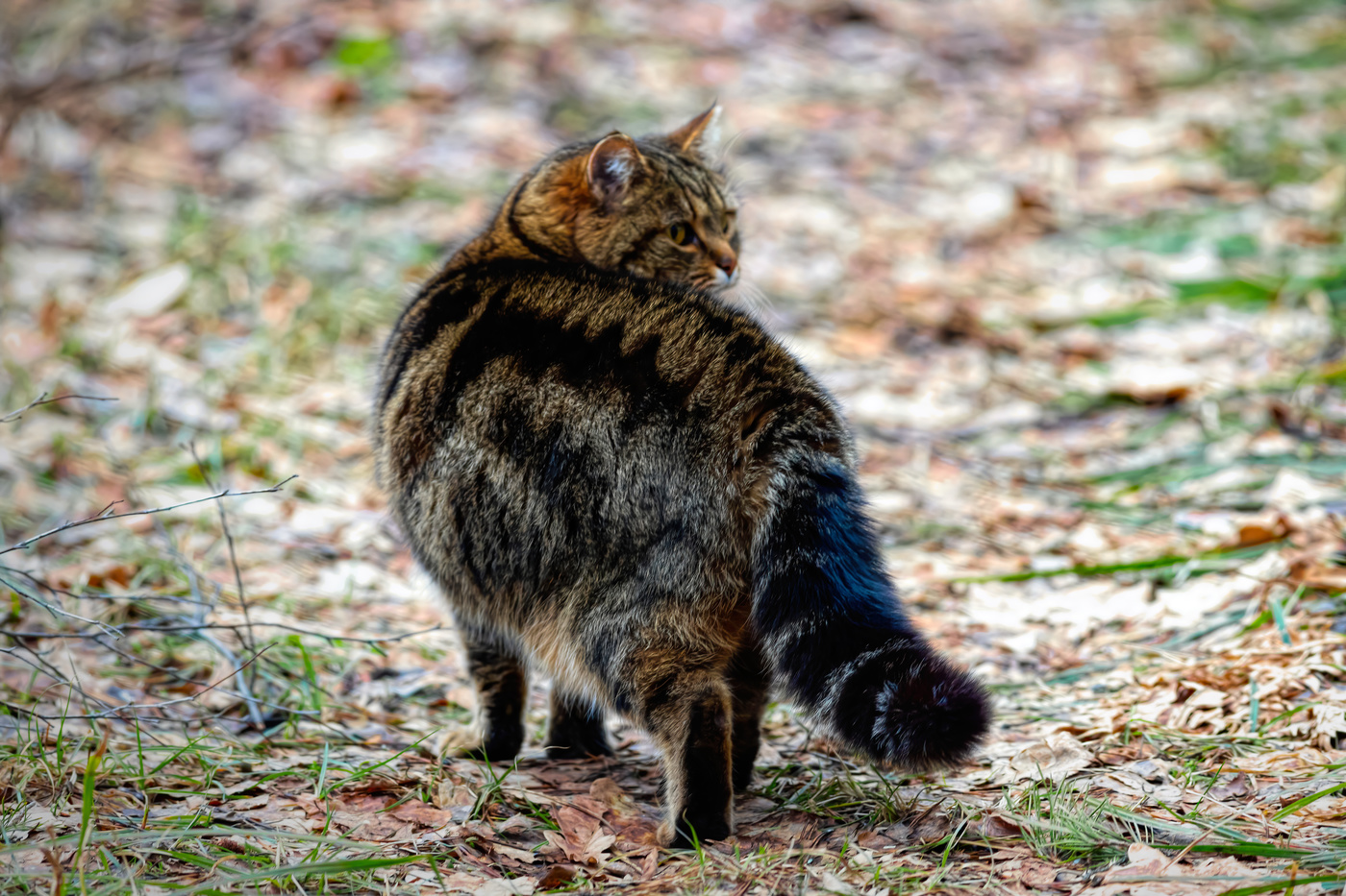 So groß ist wie das Leben