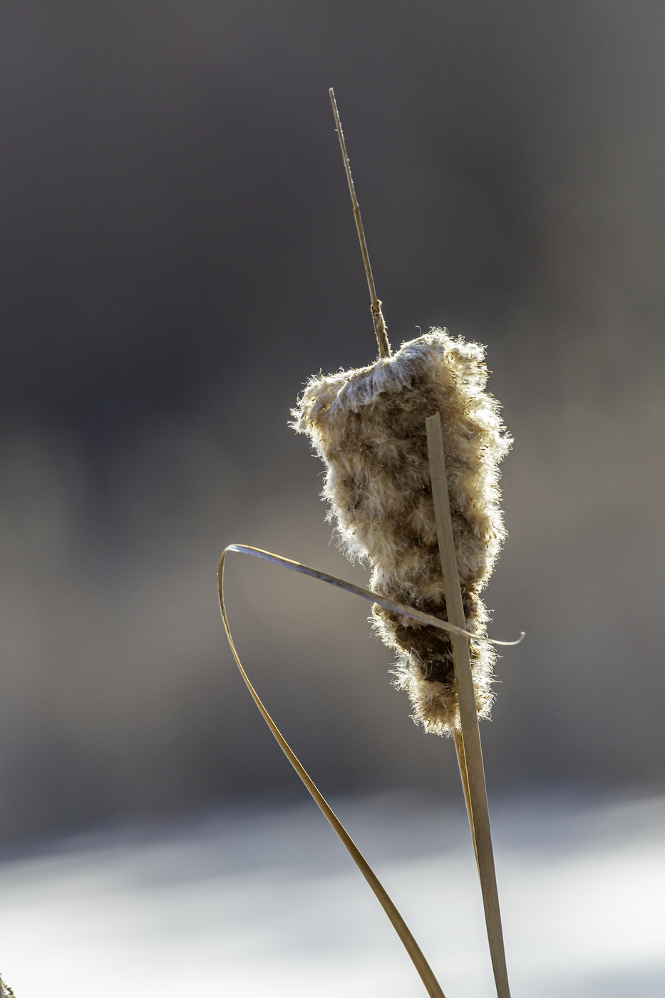Winter Cattail