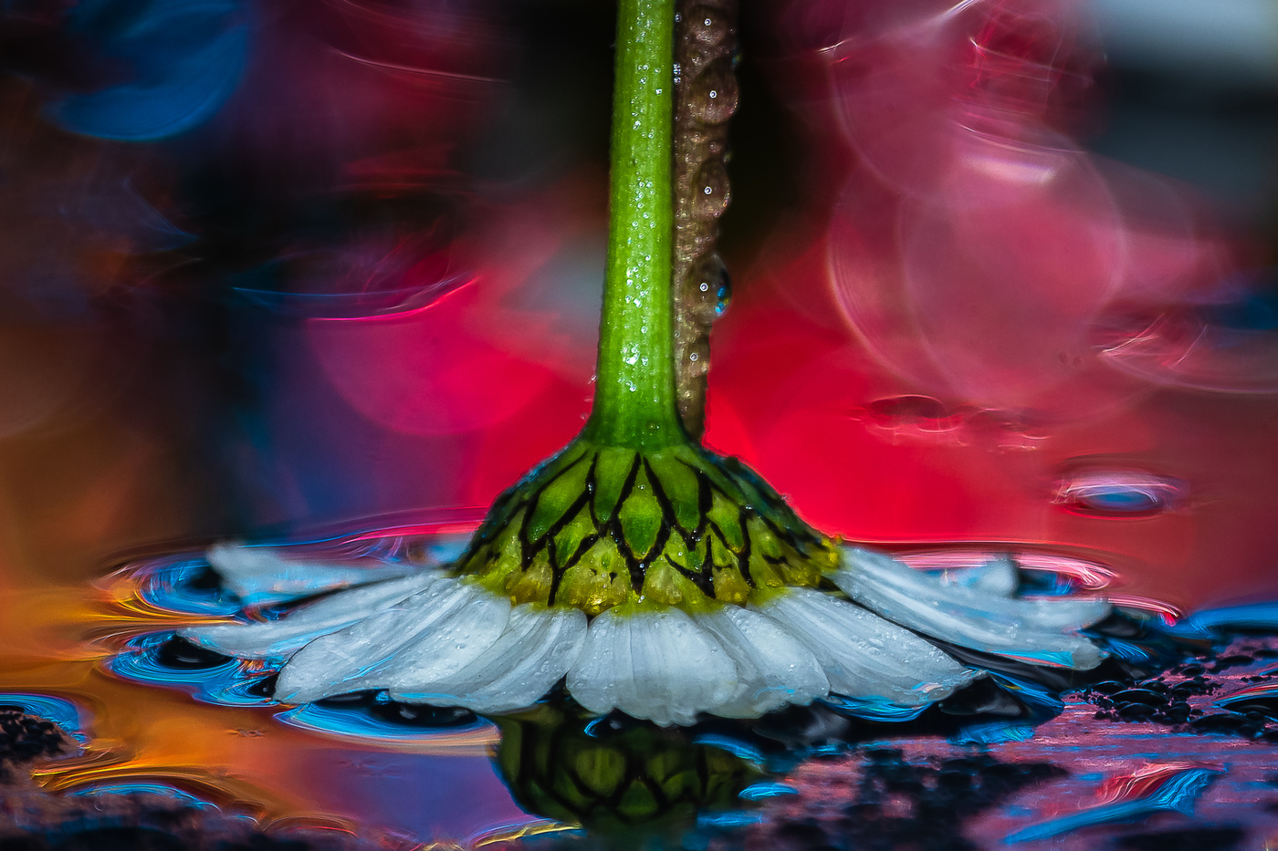 Margarita del futuro.