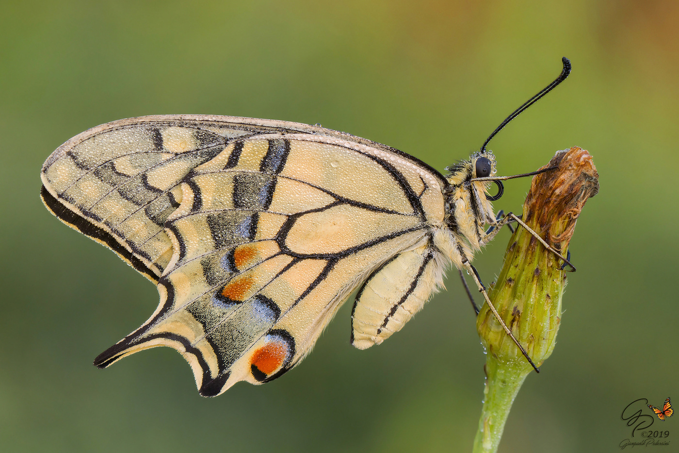 Papilio machaon