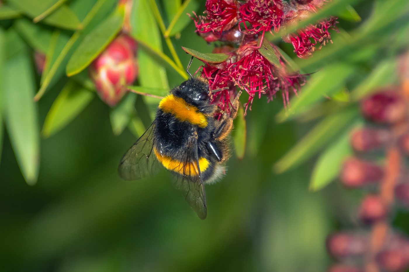 Abejorro polinizando.
