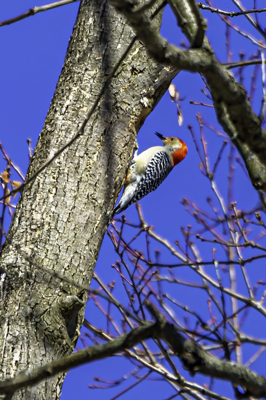 Red-Bellied Woodpecker