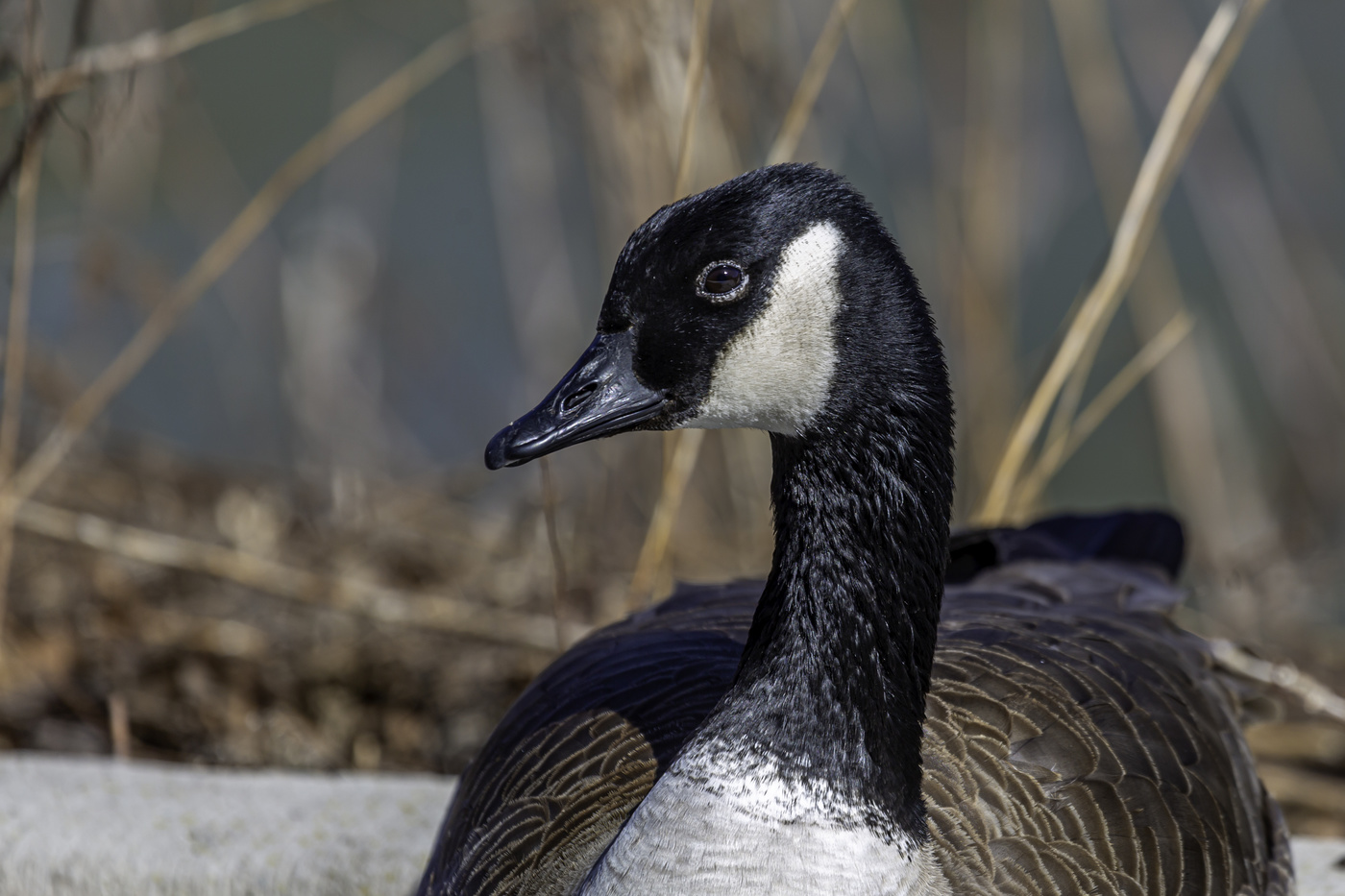 Canadian Goose Portrait