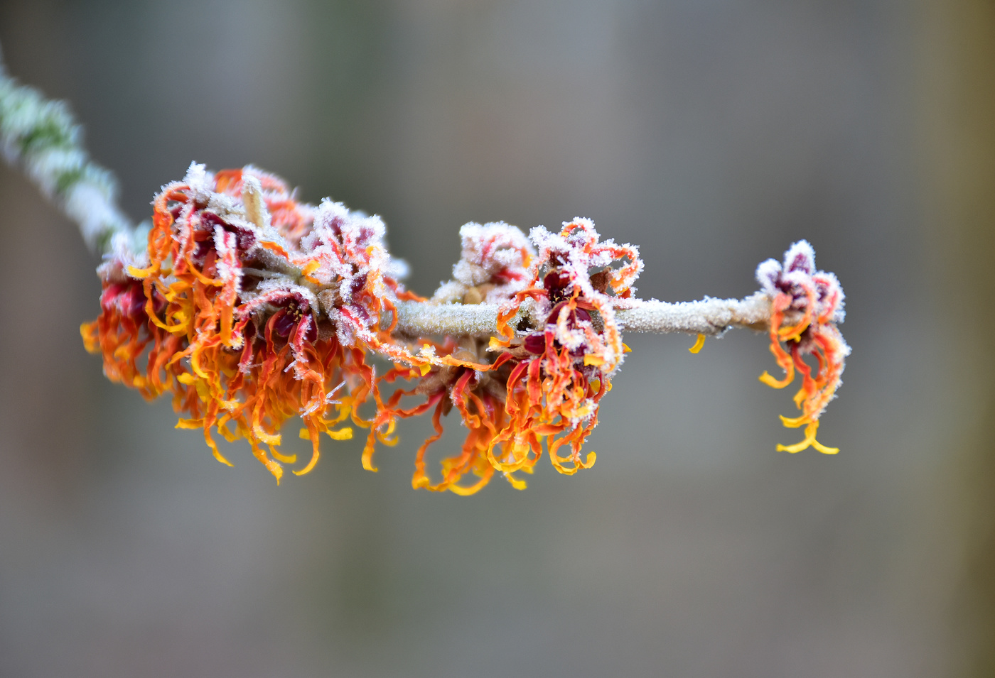 Colorful witch hazel in winter