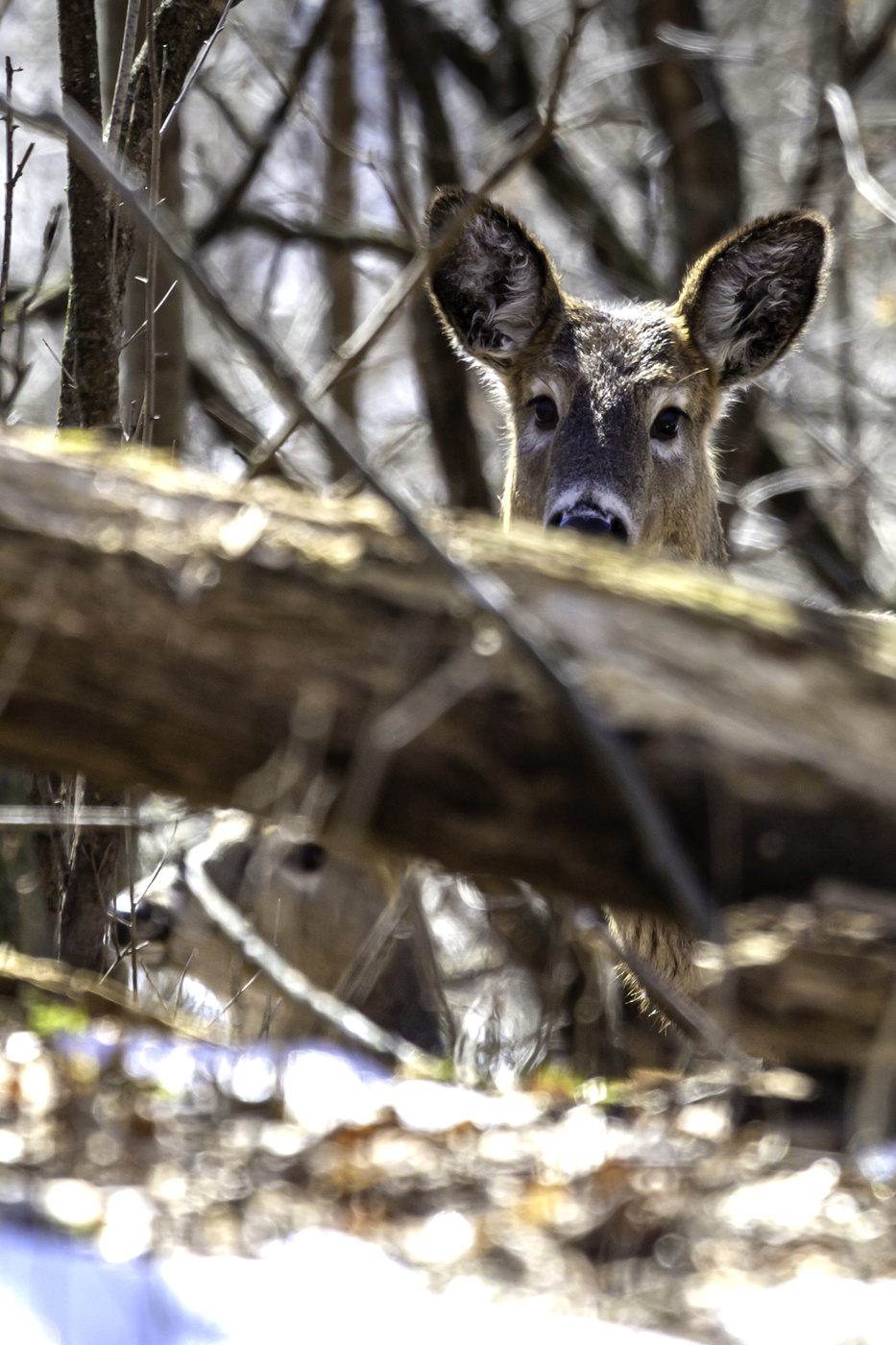Deer Behind Log