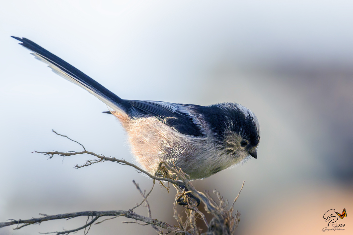 Long-tailed tit