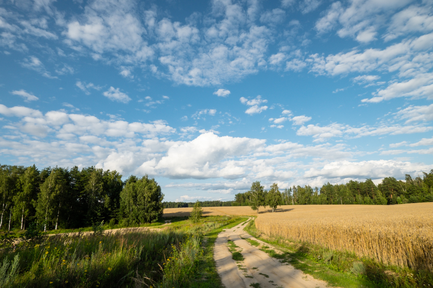 Der Weg durch das Feld