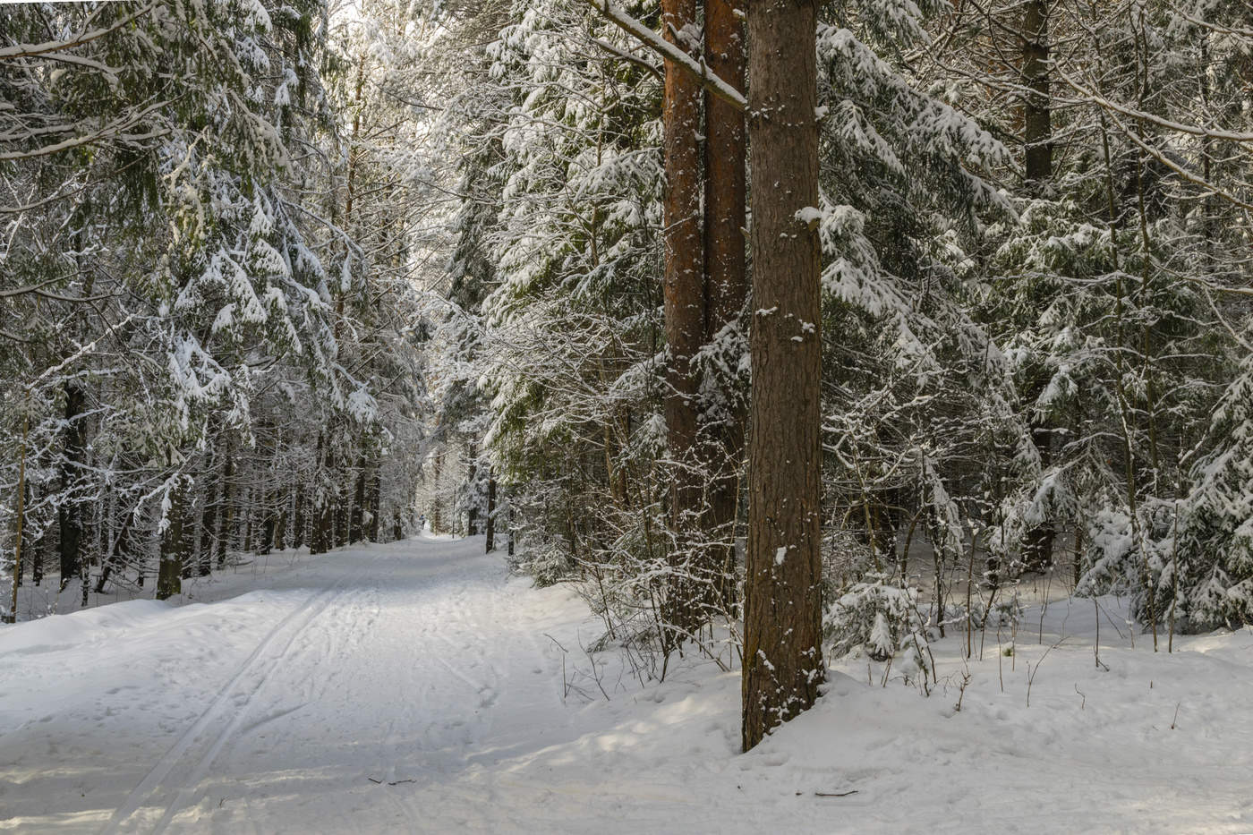 Winterwald