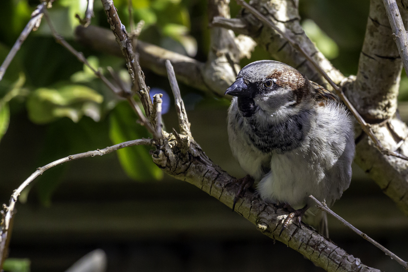 Sparrow in Bush