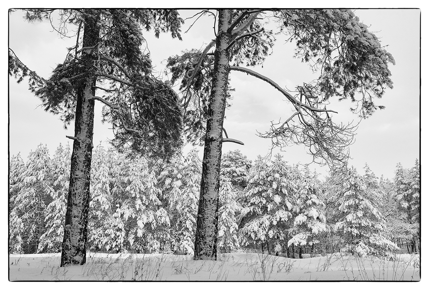 schwarze und weiße Winter