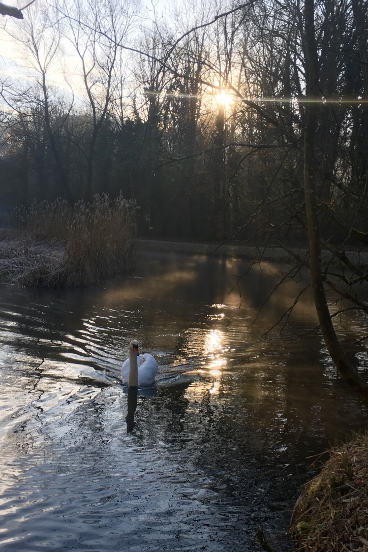 Schwan im Sonnenaufgang