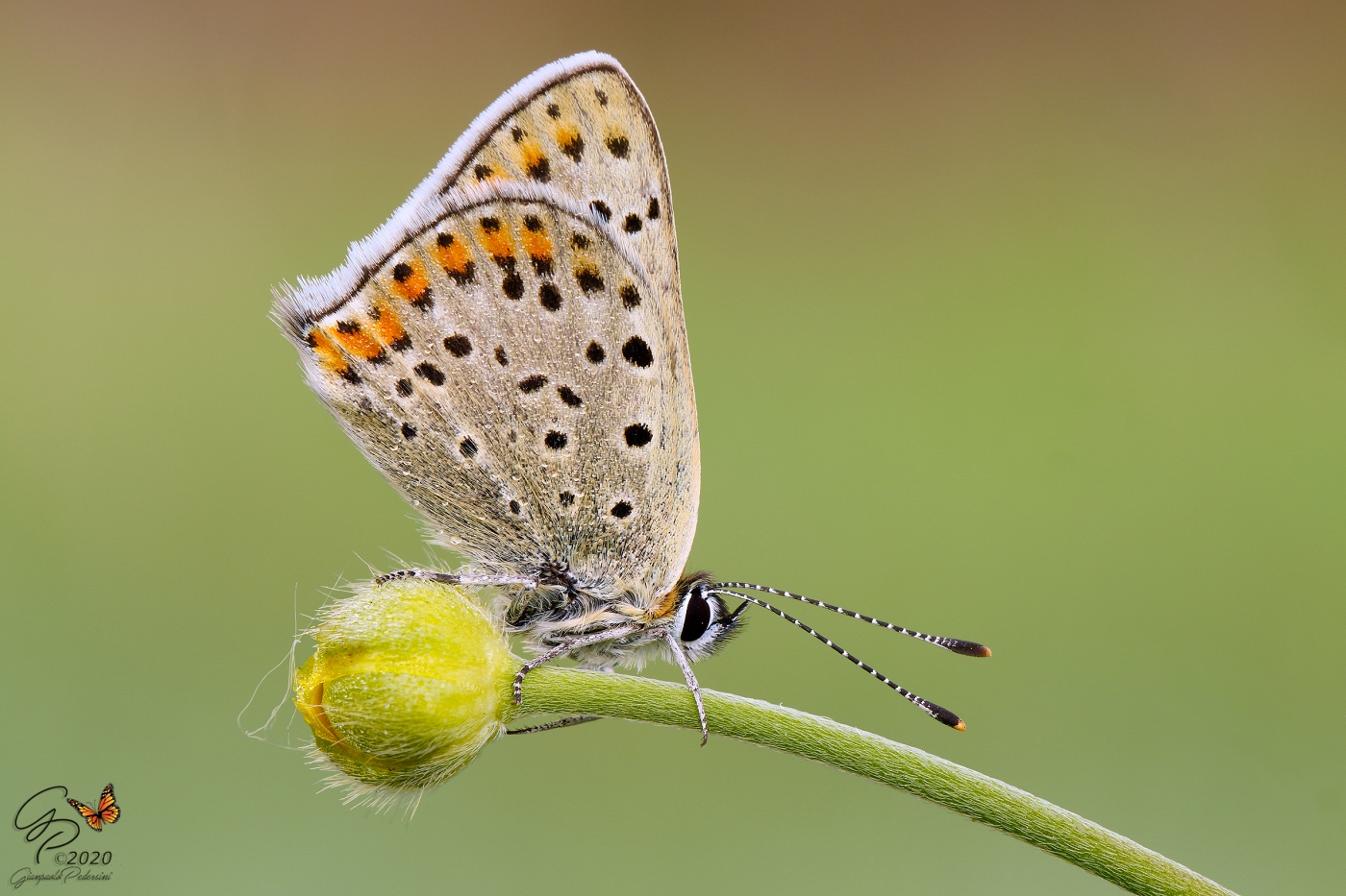 Lycaena tityrus