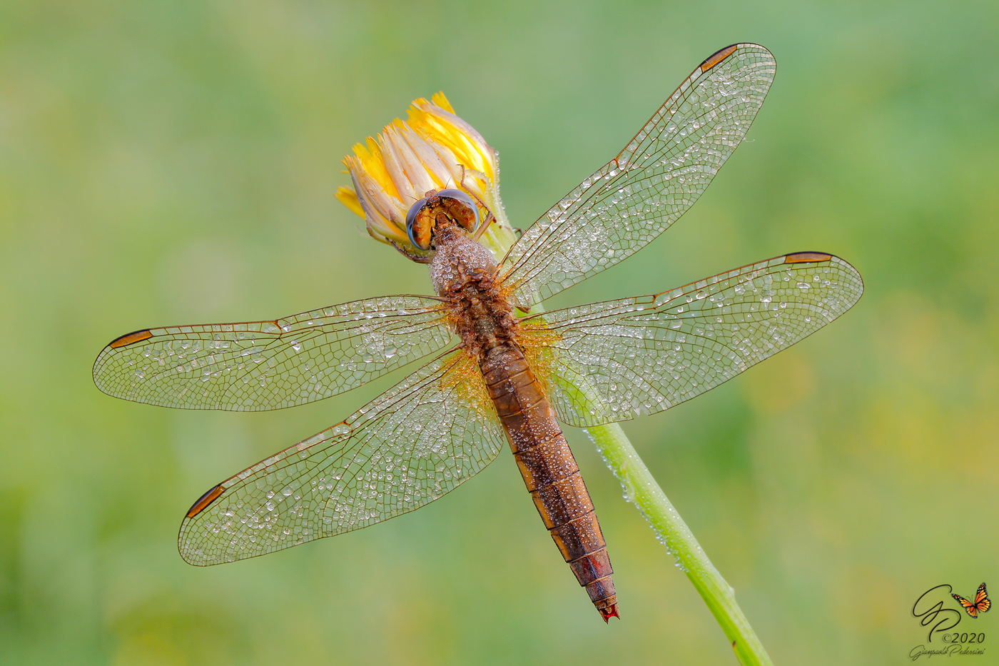 Crocothemis erythraea (female)