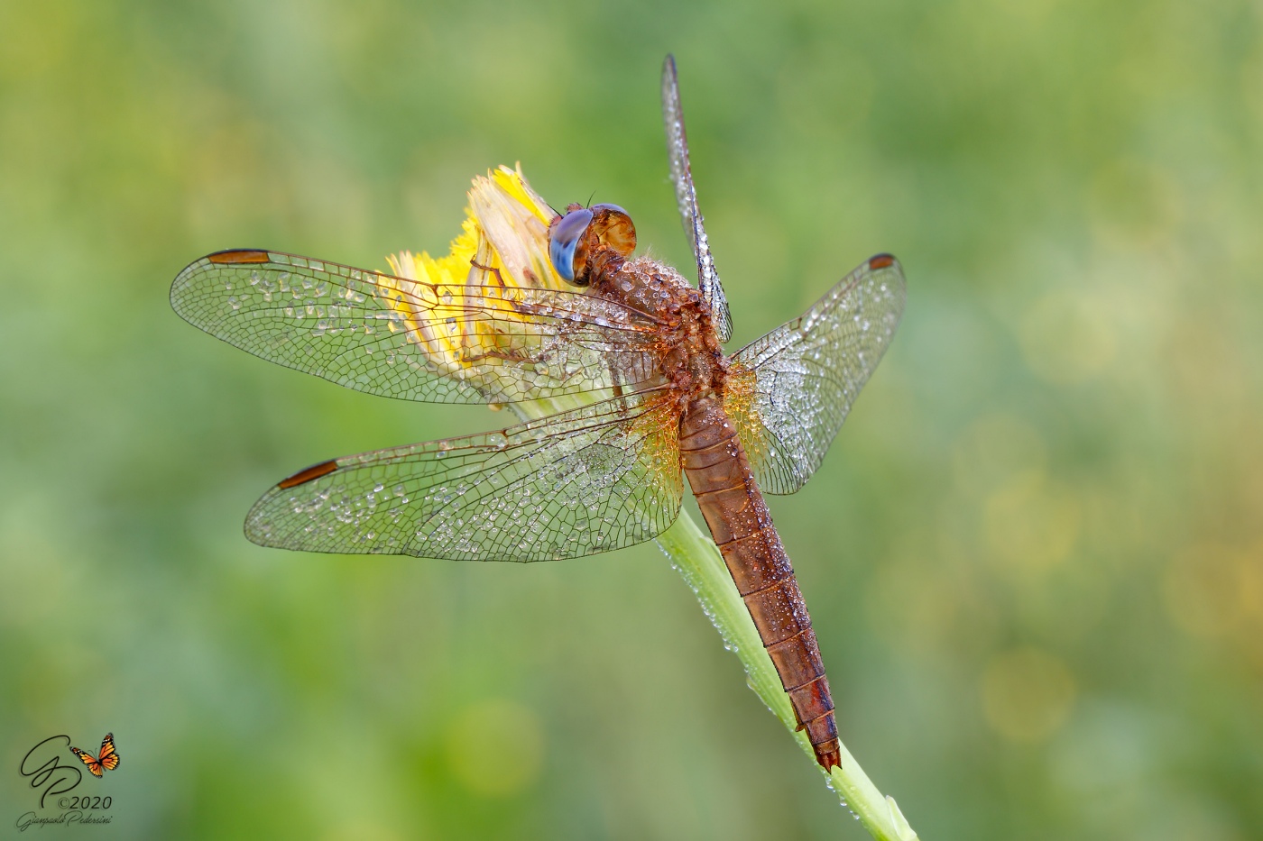Crocothemis erythraea (female)