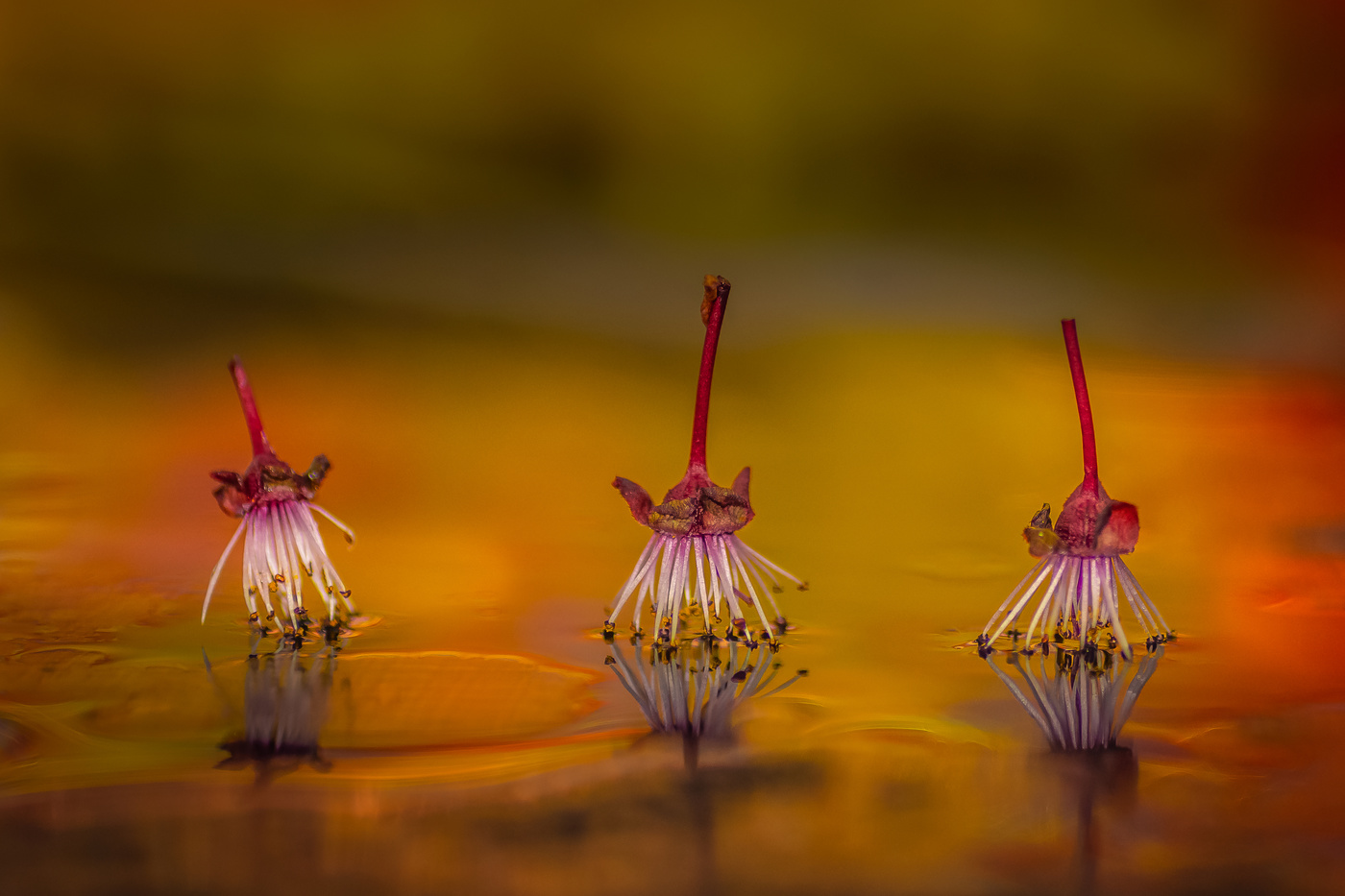 Ya son tres conocidos.