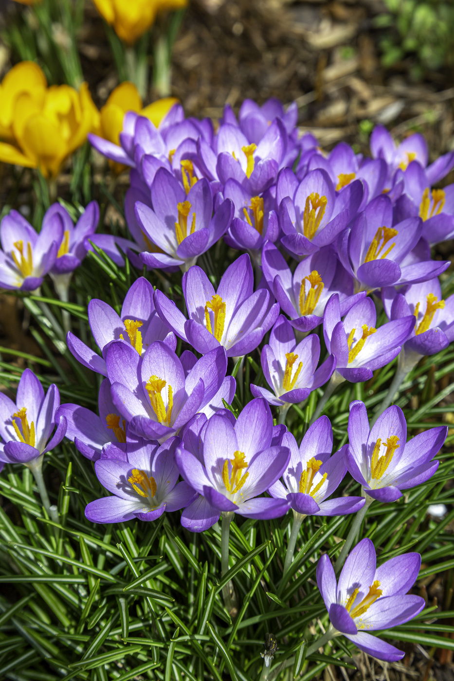 Purple Crocus