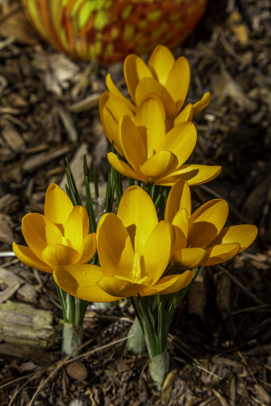 Yellow Crocus