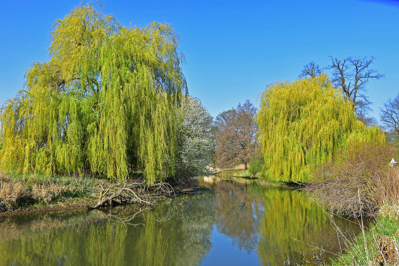 Spring awakening at the river of silence