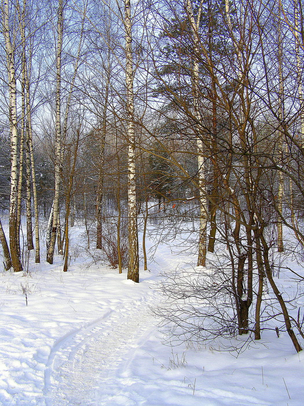 Winterwald