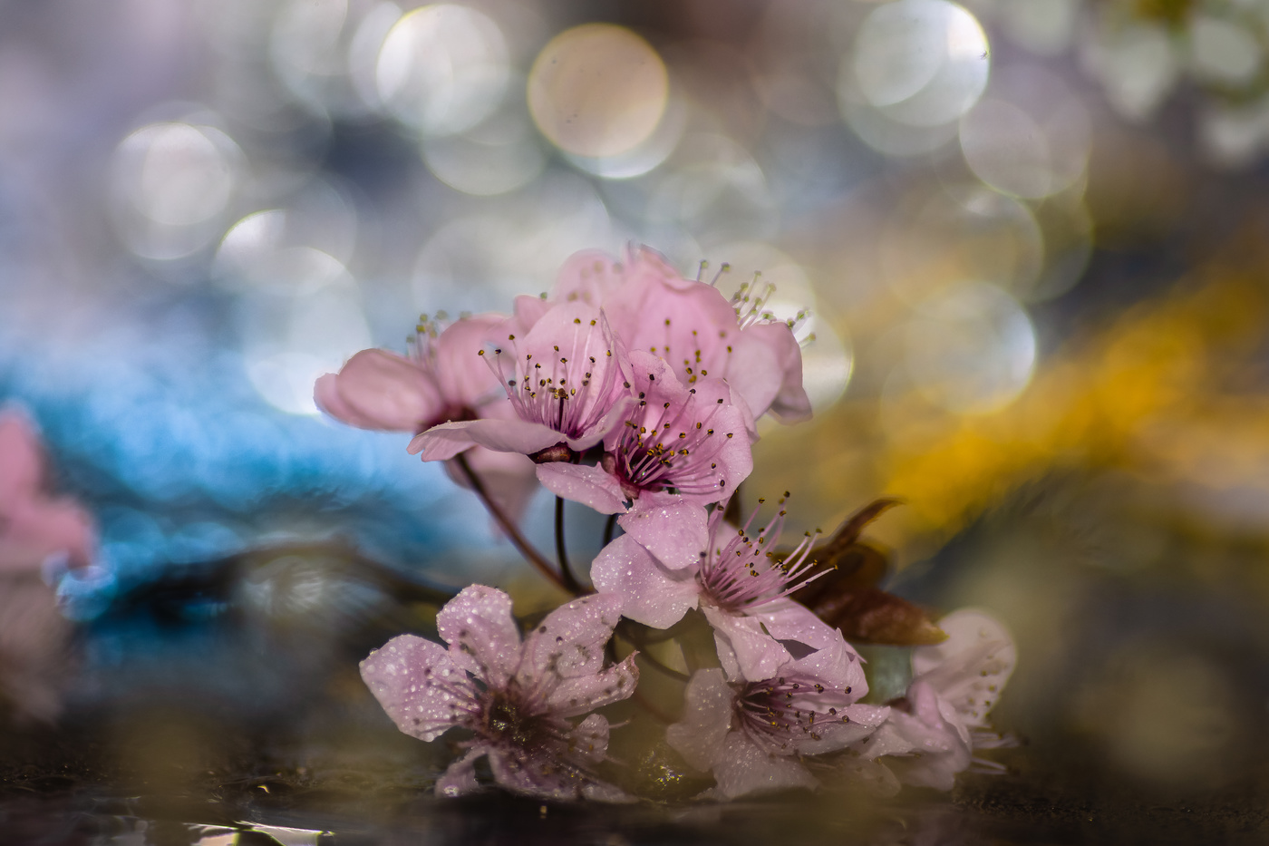 La vida de las flores