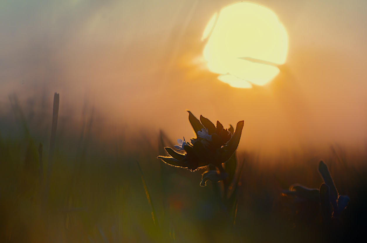 Abend auf dem Gebiet