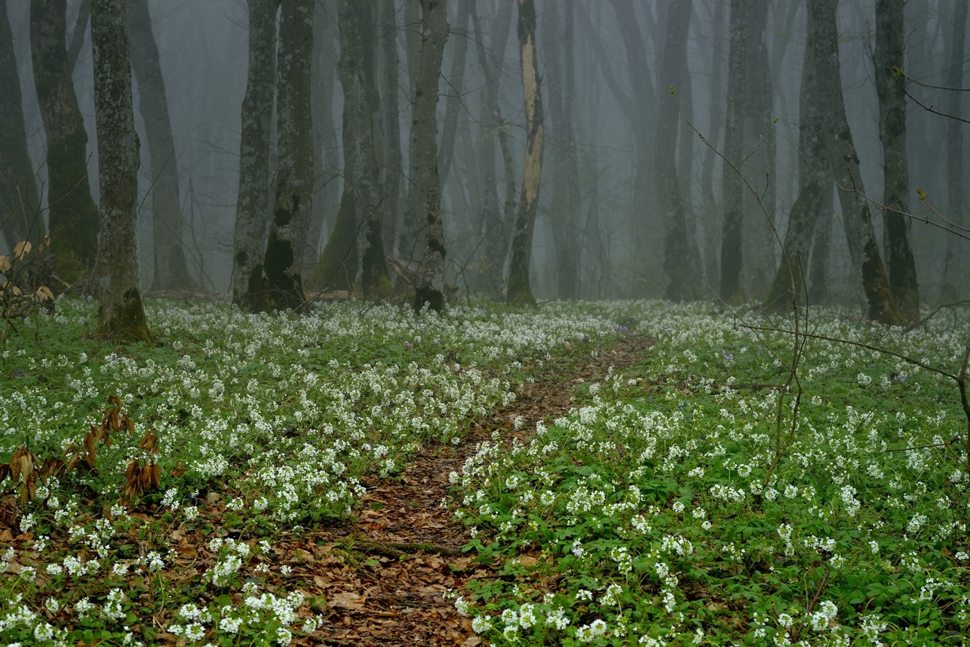 Spring Forest