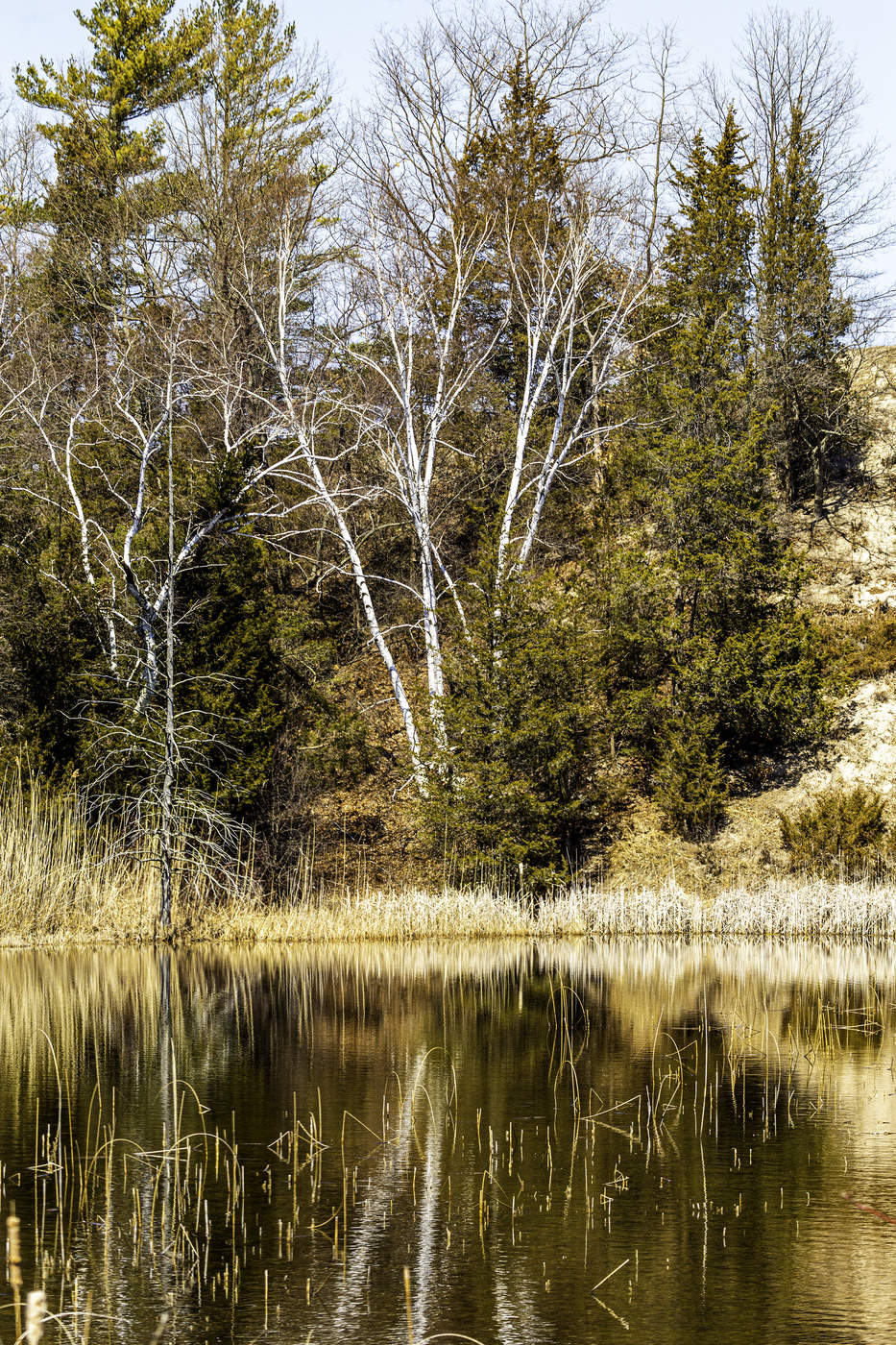 Beautiful Wilderness Scene