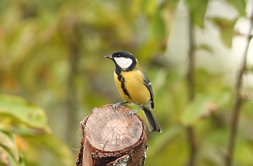 Abschied von der Indian Summer