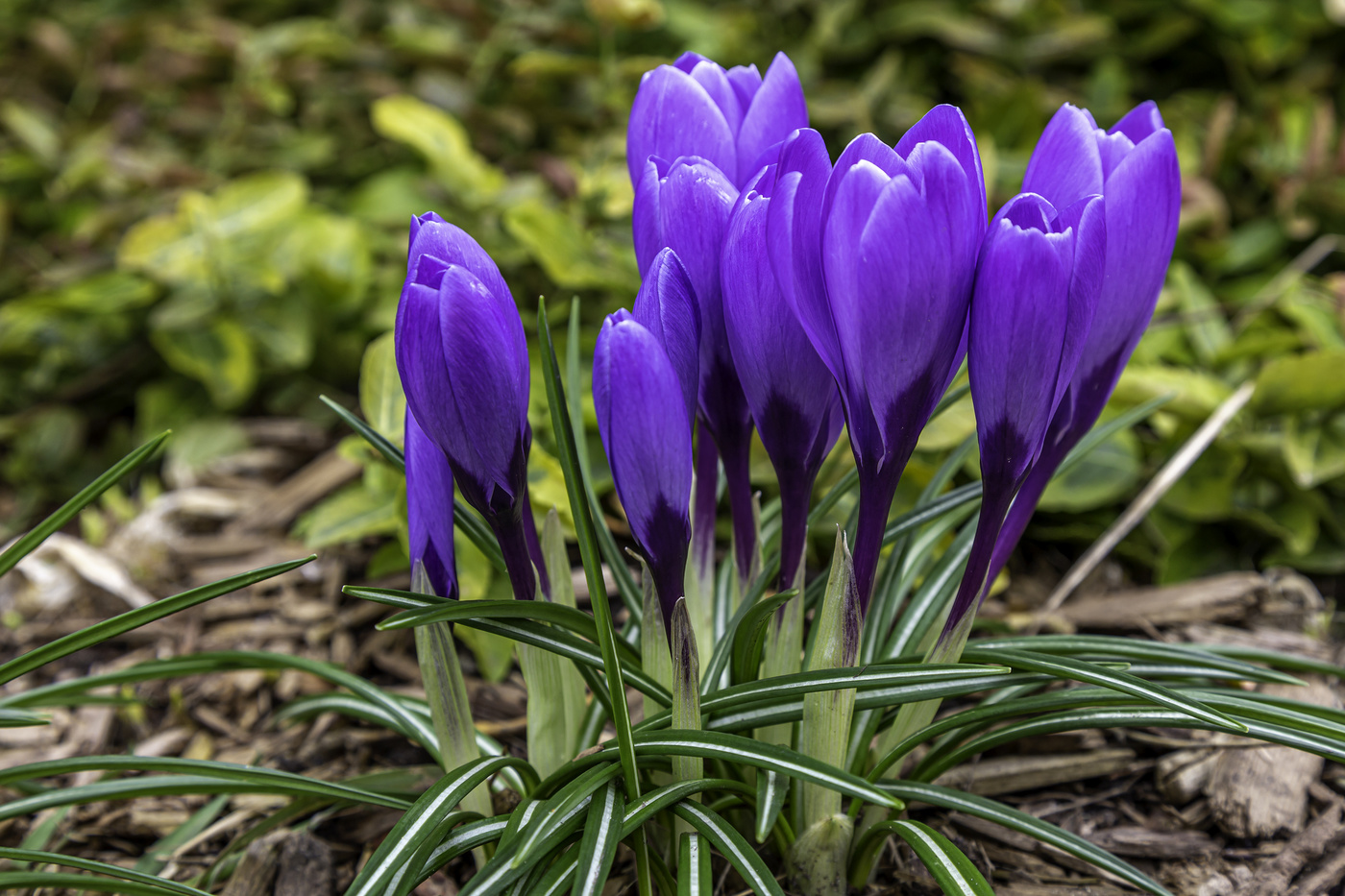 Purple Crocus