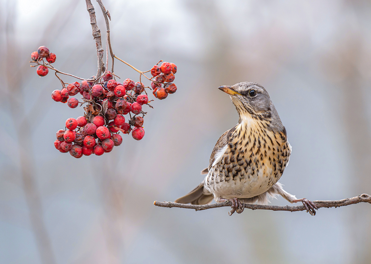 Thrush Wacholderdrossel