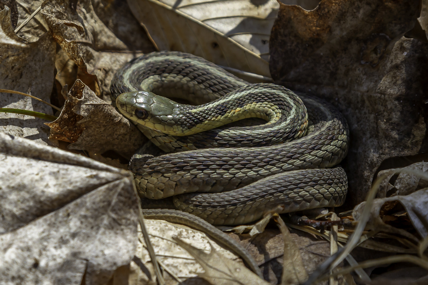 Garter Snake
