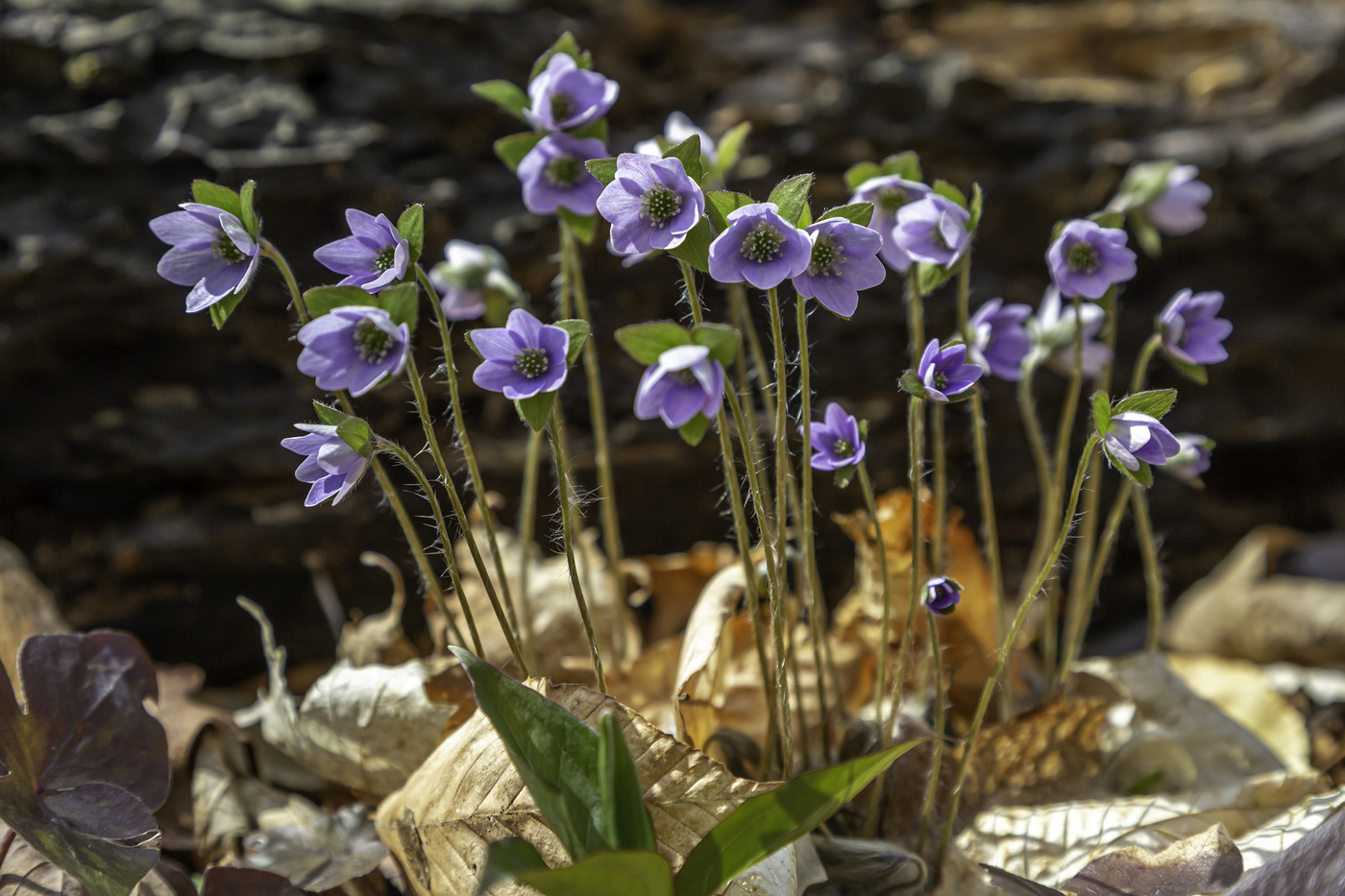Tiny Wild Flower