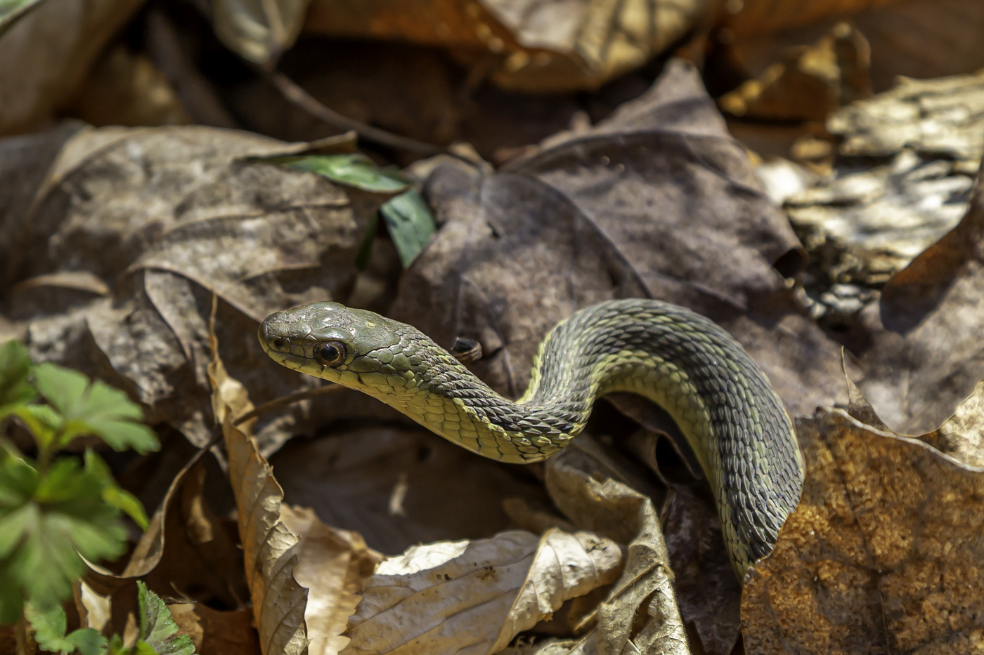 Small Garter Snake