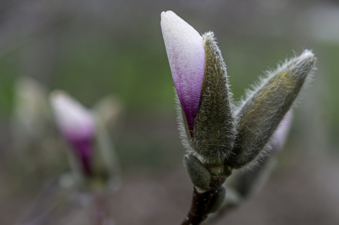 Magnolia Bud