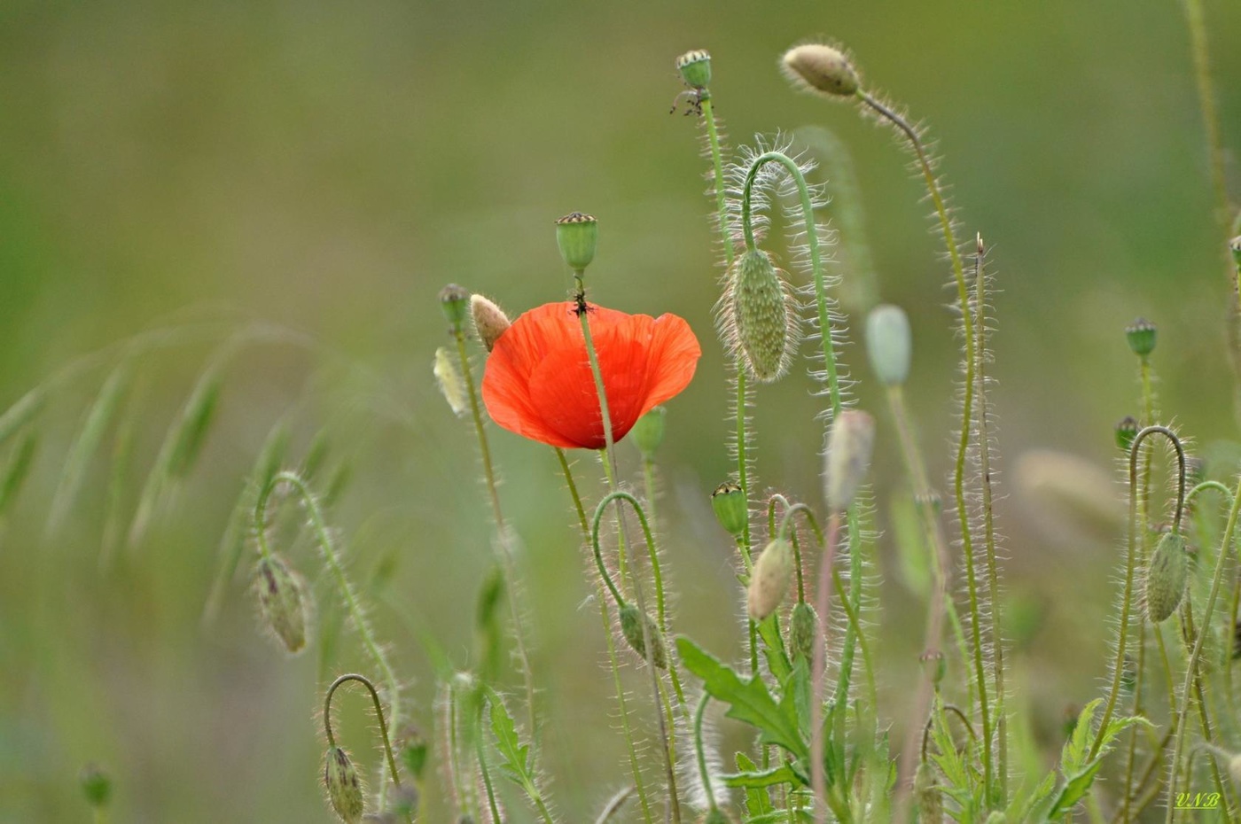 Mohn, Mohn, rote Mohnblumen ...