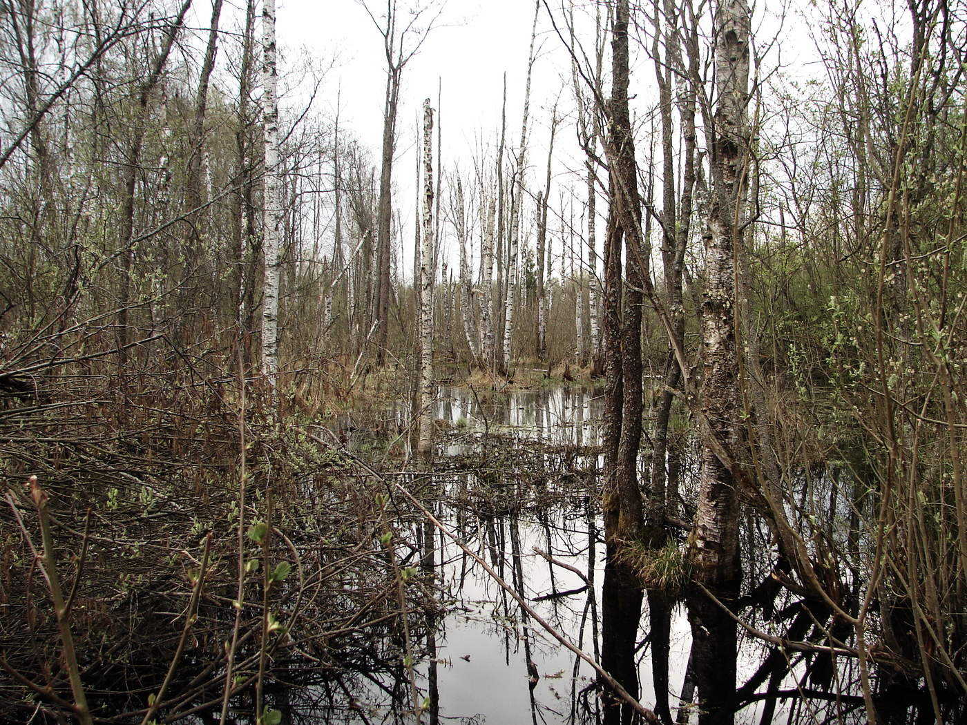 der Sumpf