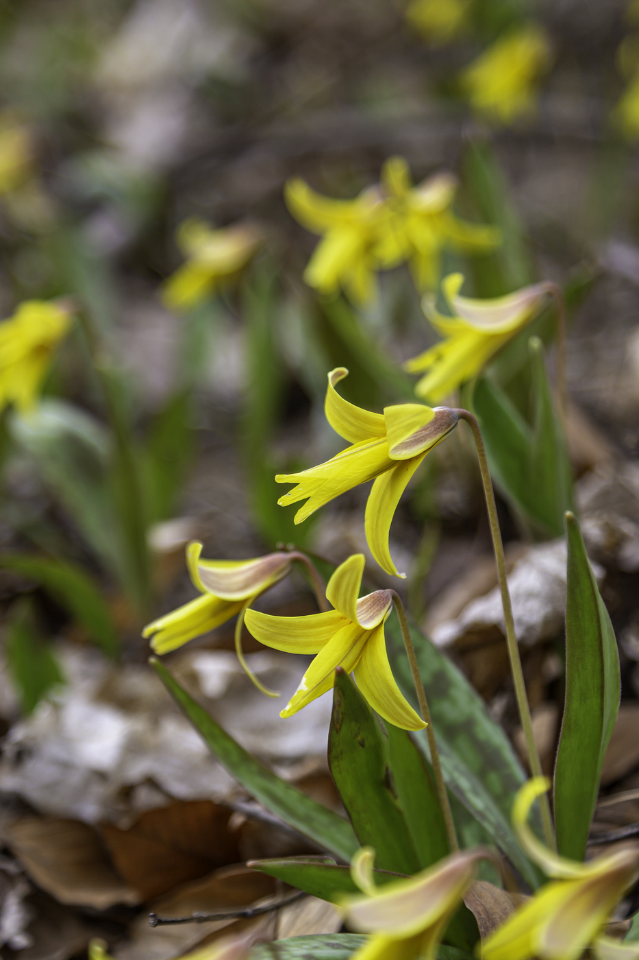 Trout Lilies