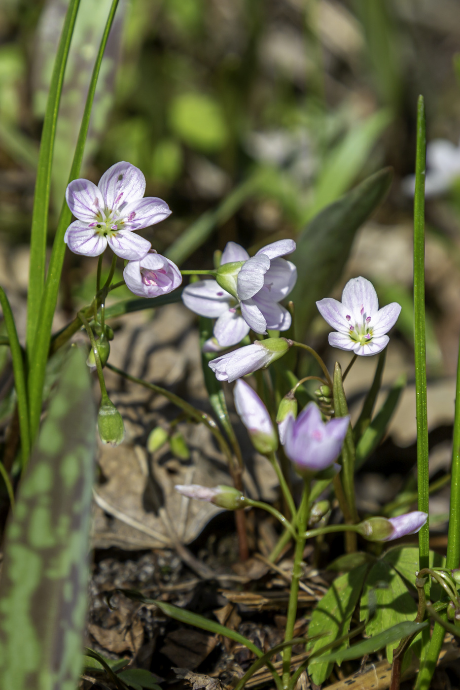 Pretty Little Wildflowers