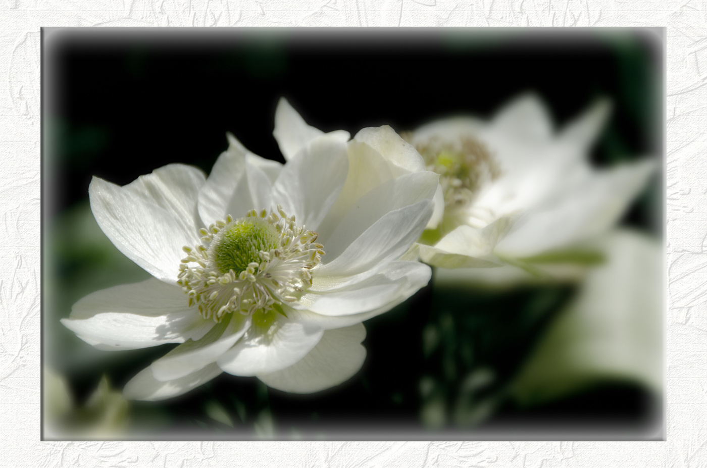 Anemone 2