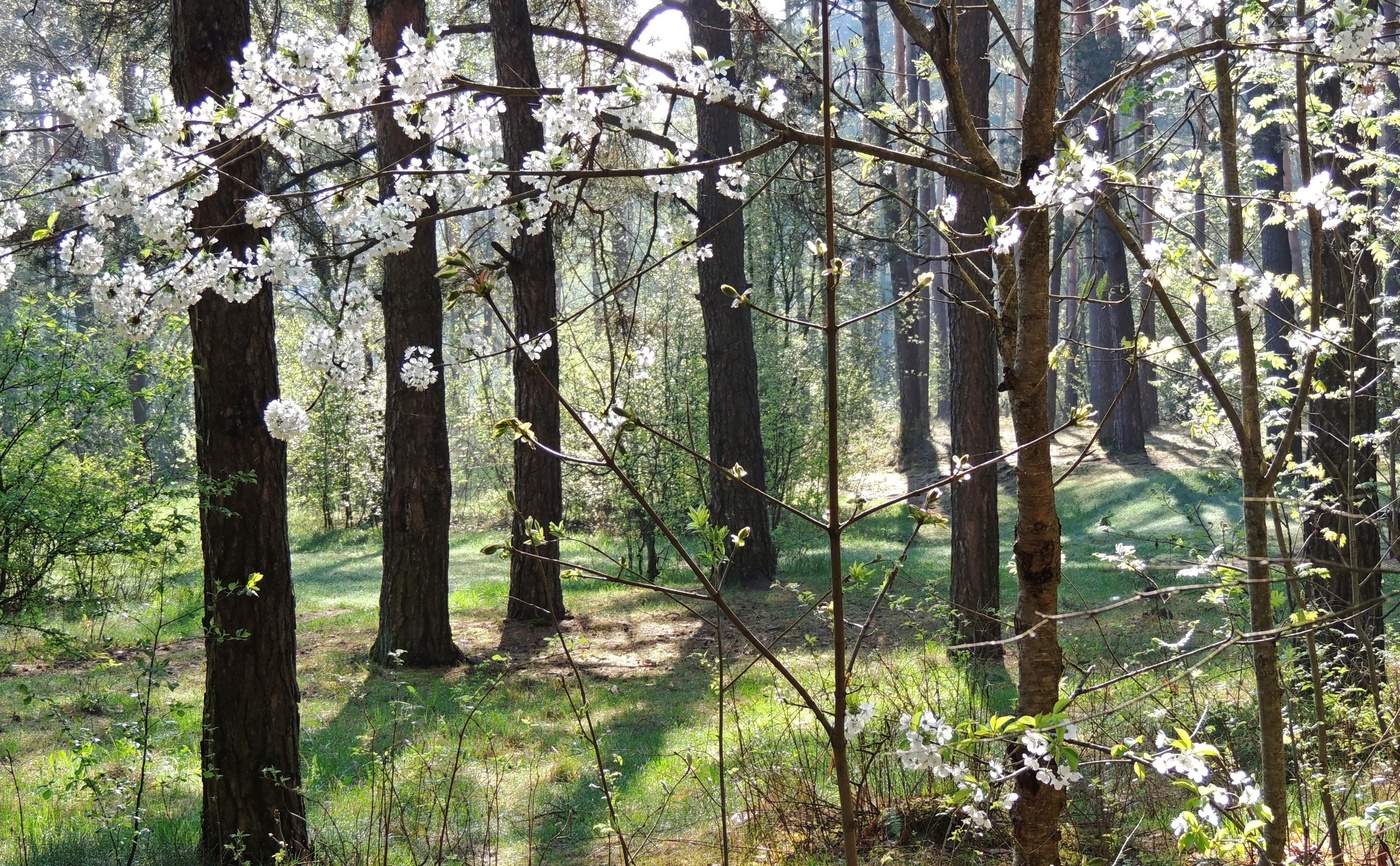 Spring Forest