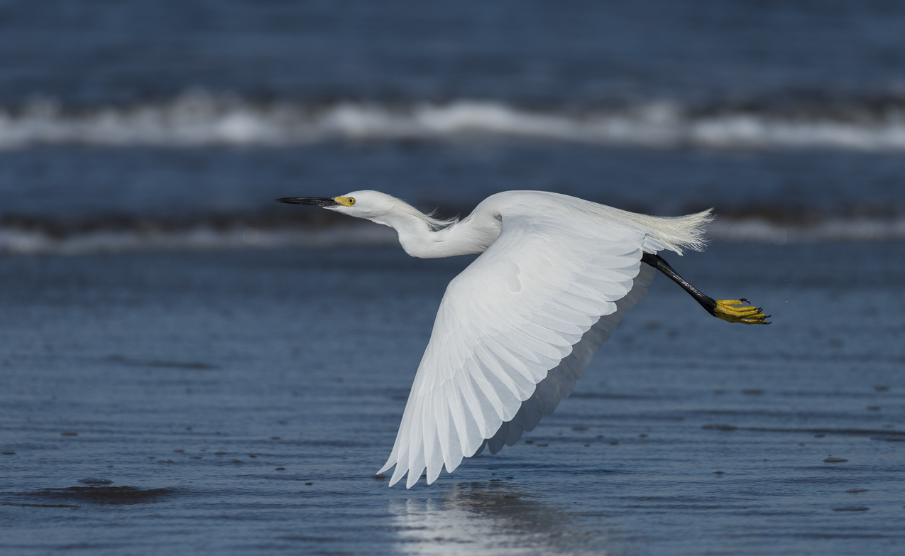 Snowy Egret