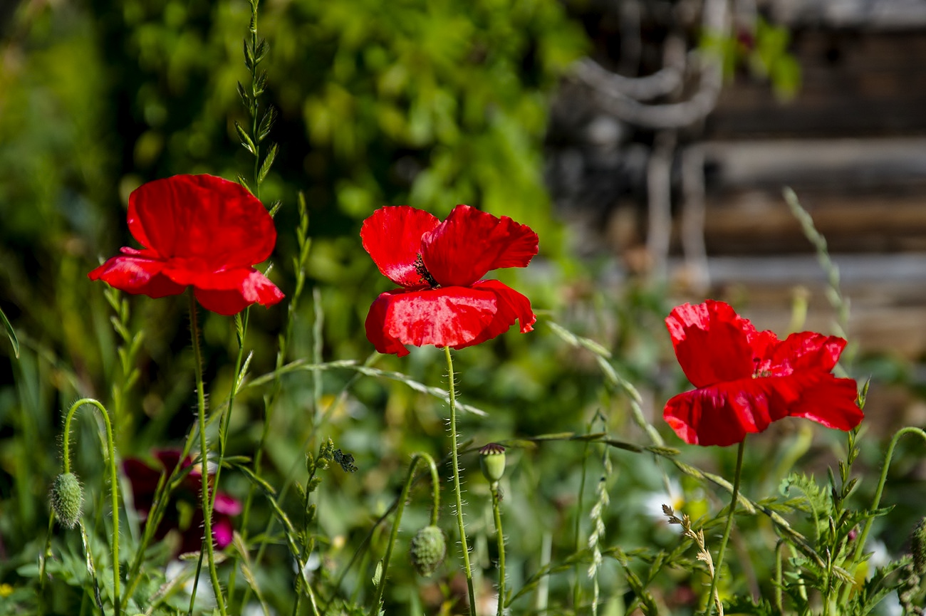 Mohn