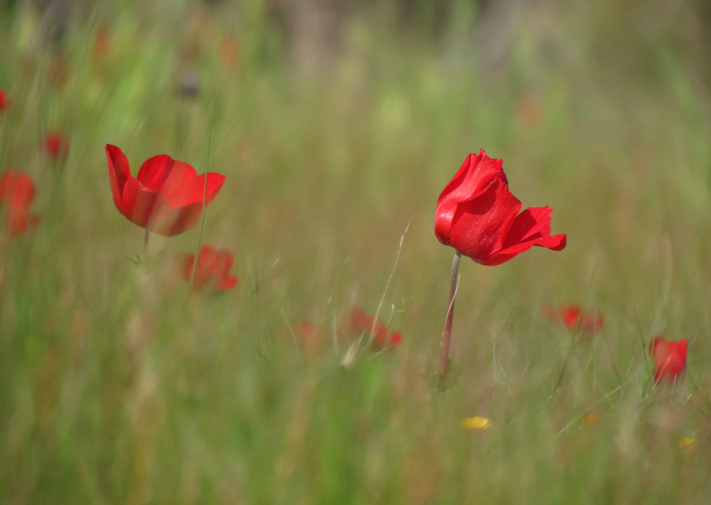 Frühlings-Blumen-