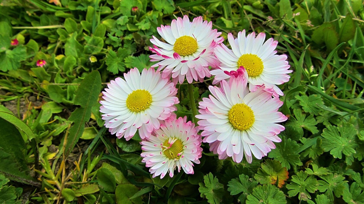 Daisies