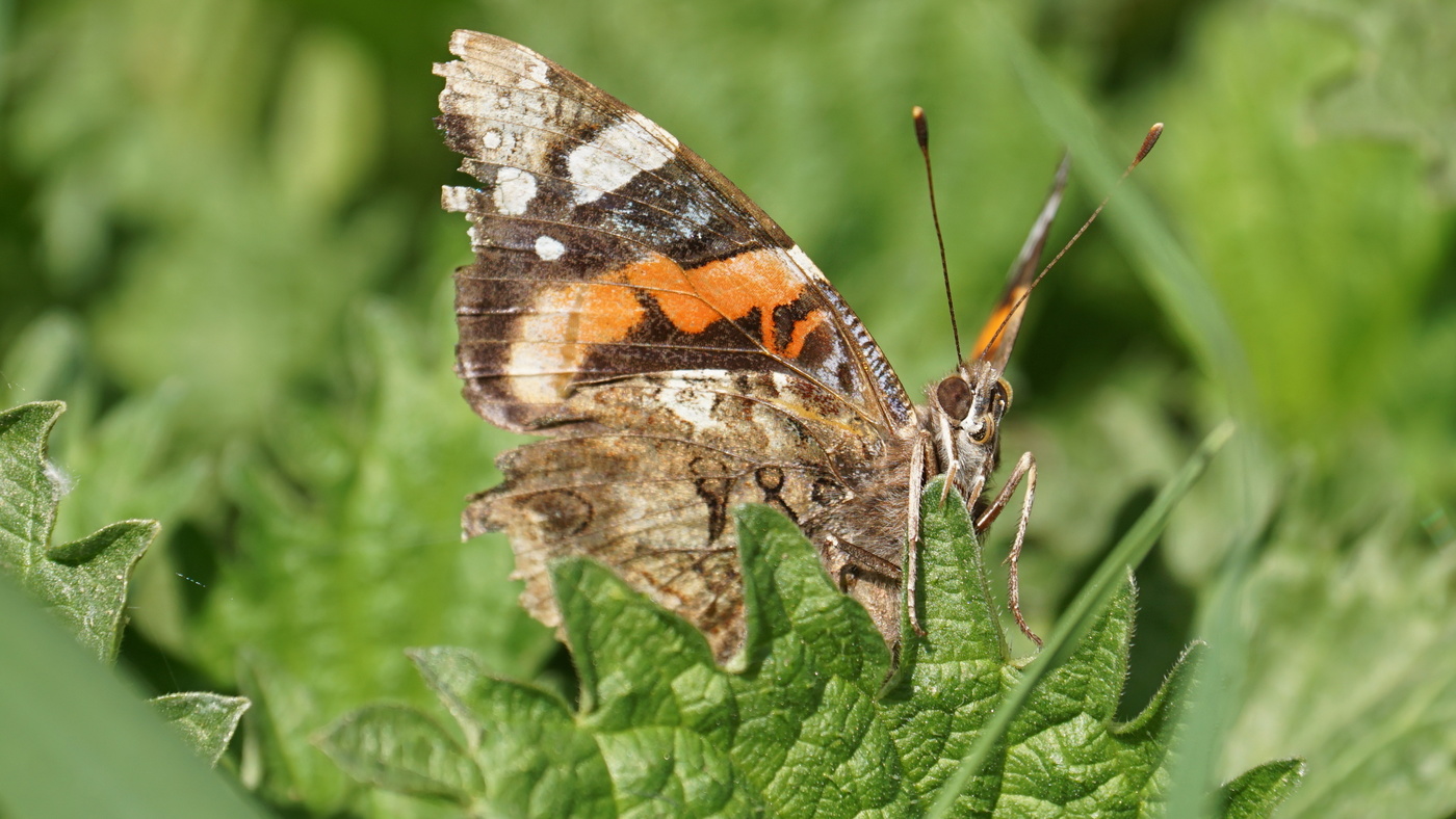 Schmetterling