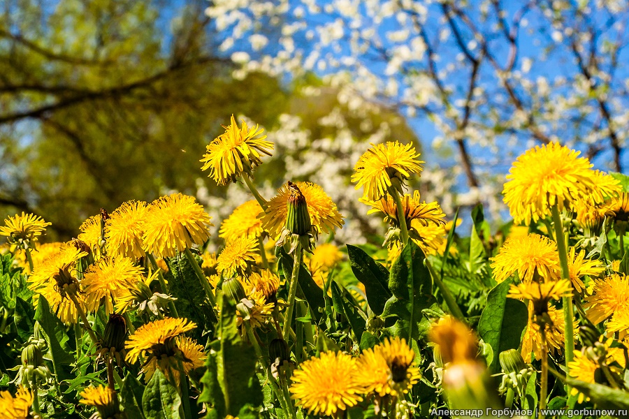 Der Frühling ist in vollem Gange